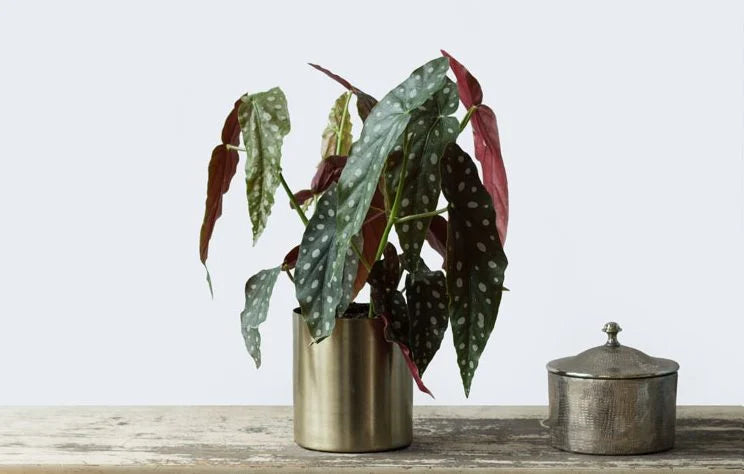 Die Begonia Gold ist eine giftige Zimmerpflanze