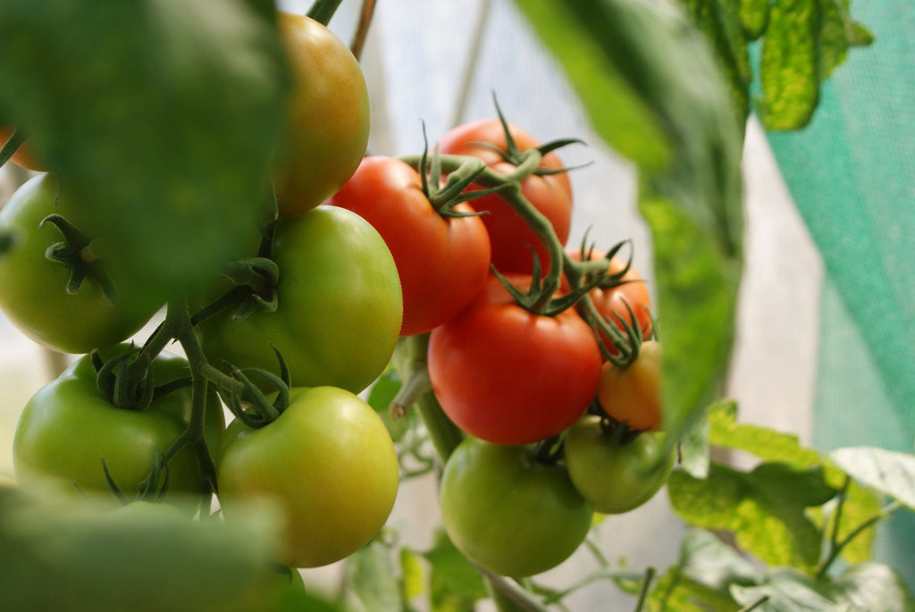 Les fruits du plant de tomate sont rouges à maturité
