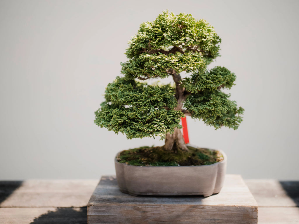 Bonsai Baum richtig schneiden