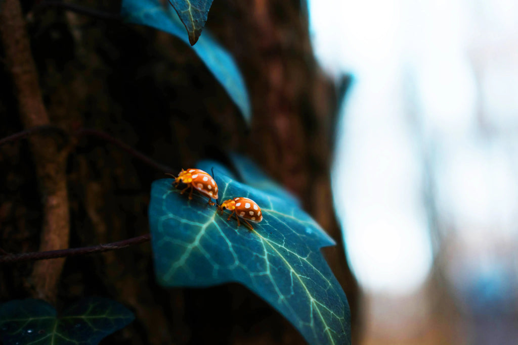 Les pucerons comme ravageurs des plantes