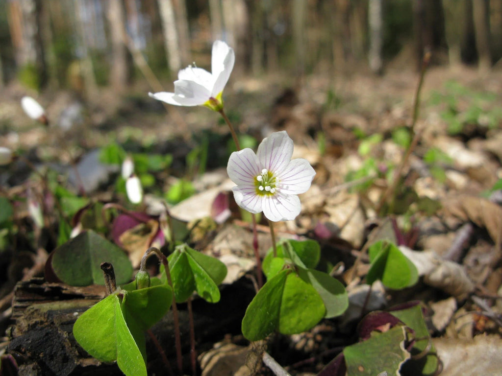 Oxalis Triangularis