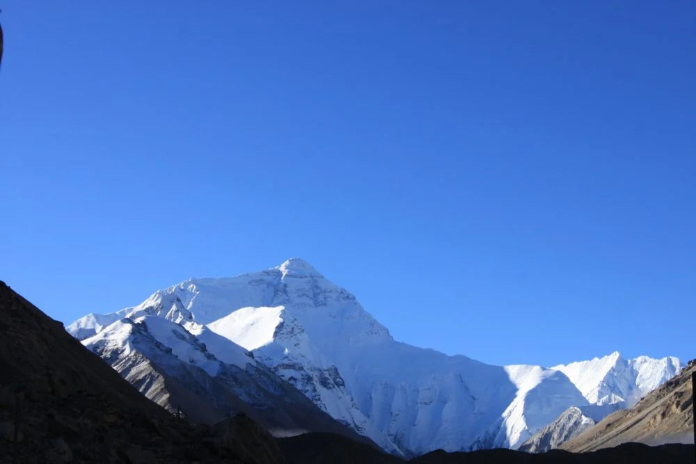 Senecio Aquarine (Mount Everest) Pflege