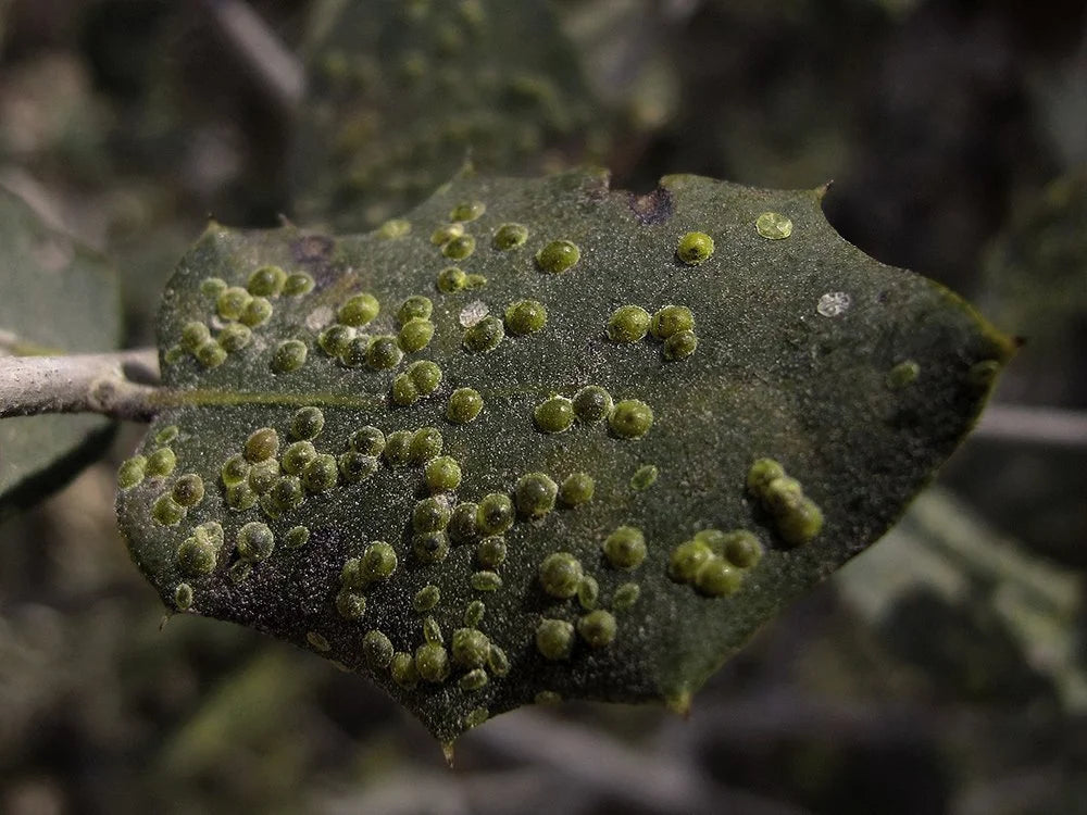 Schaal insect blad voorzijde