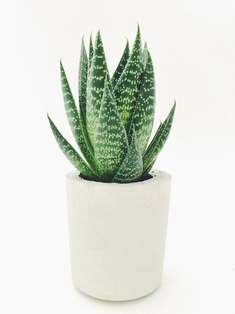 La plante cicatrisante d'aloe vera