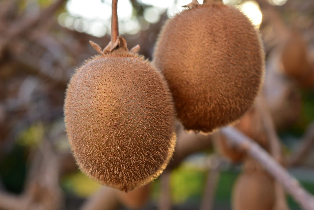 Die richtige Kiwi Pflege