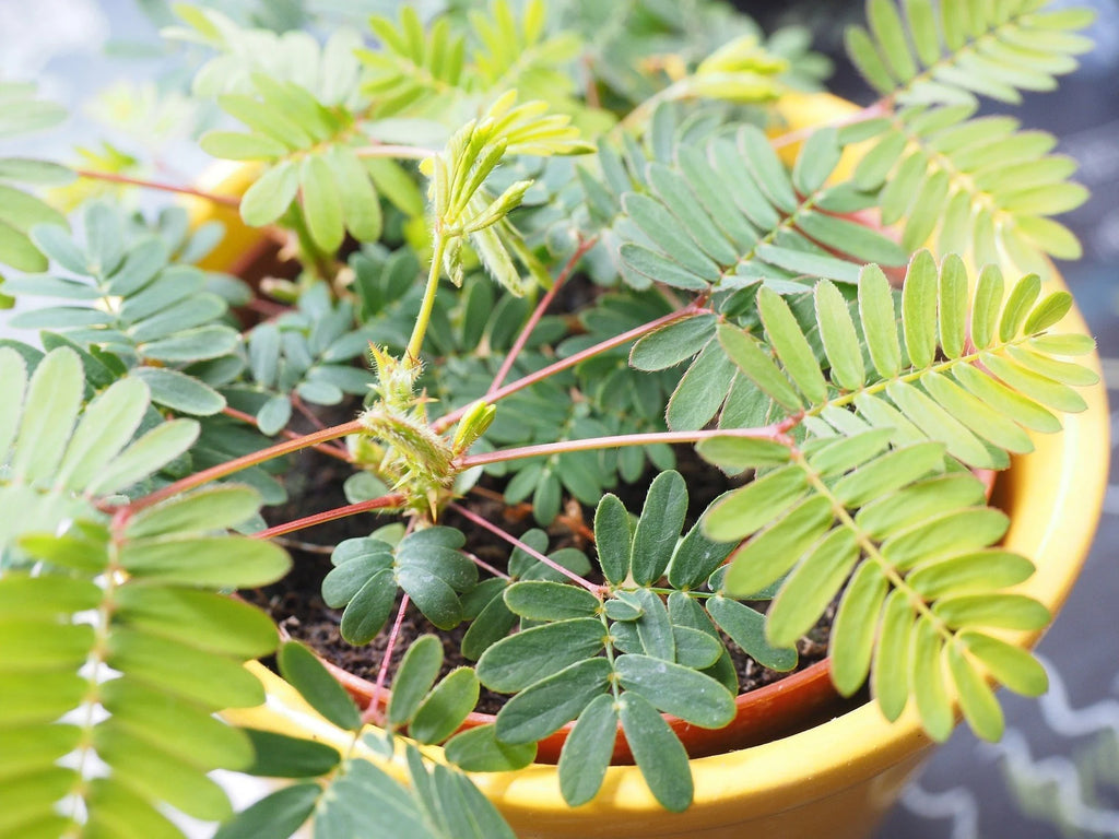 Tipps und Tricks für die Mimose