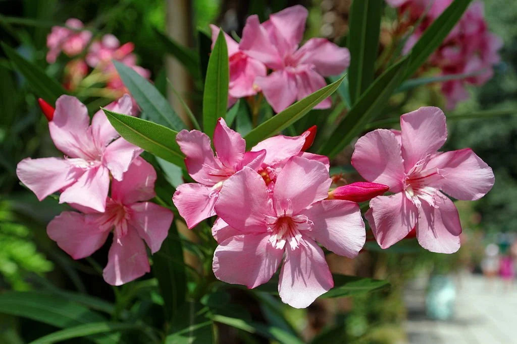 Die richtige Oleander Pflege