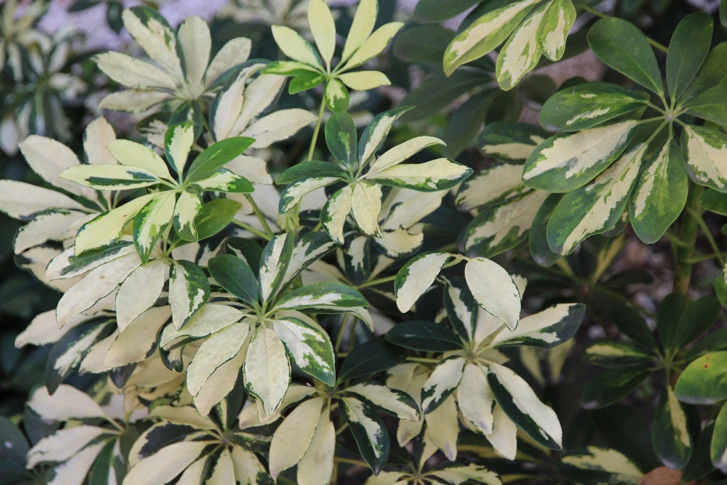 Die Schefflera für einen schattigen Standort