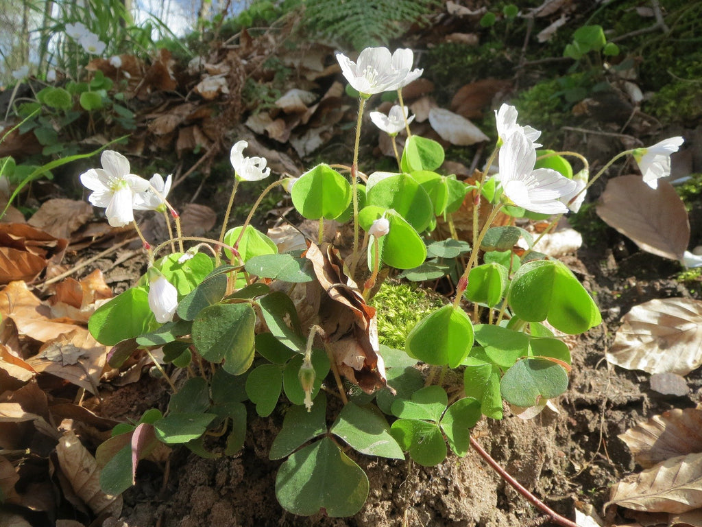 Oxalis Triangularis