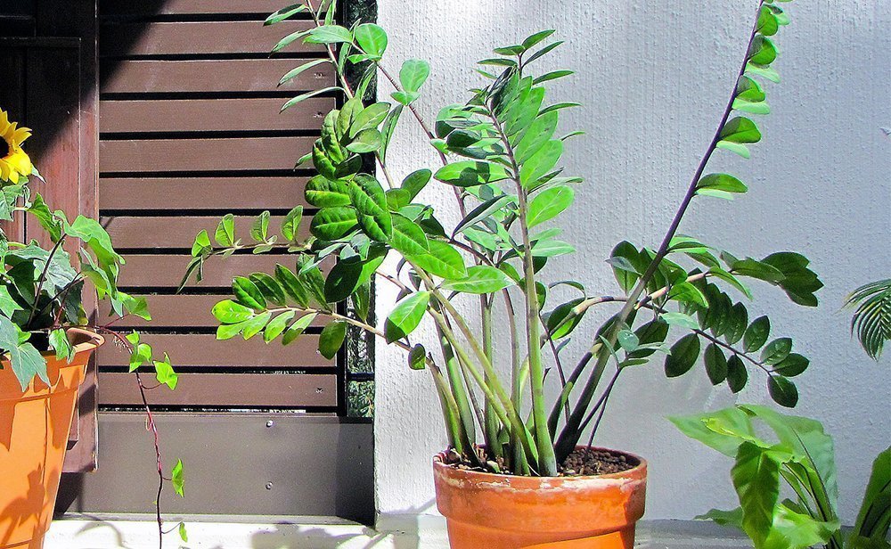 Plantes d'intérieur pour la chambre - plantes pour chambres froides