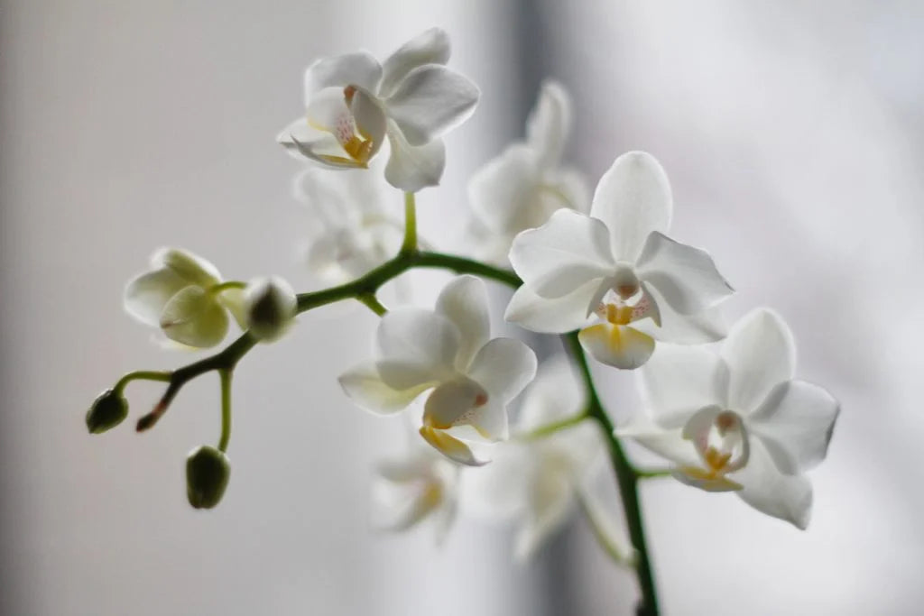 Orchidée comme exemple d'infestation de cochenilles