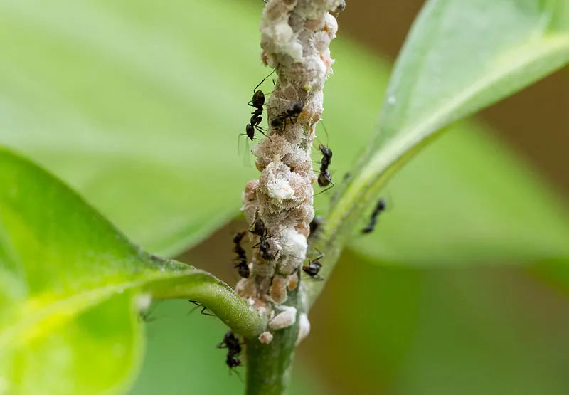 Infestation de cochenille d'une plante