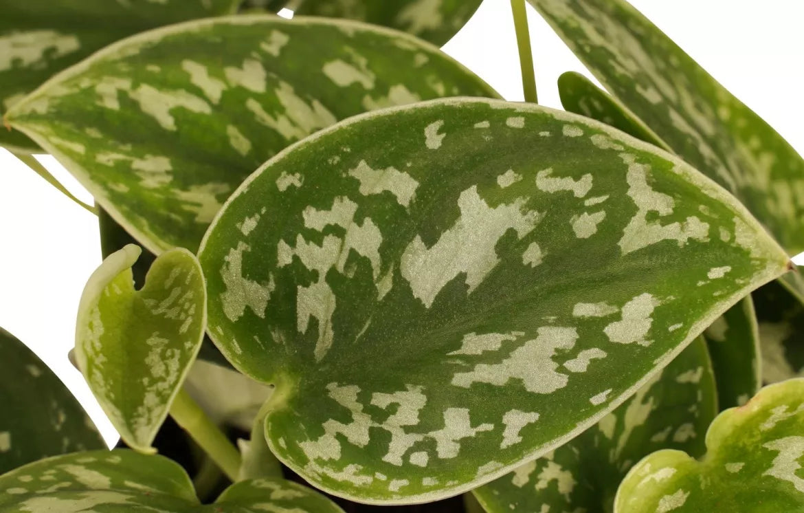 Assimilatie envelop Legacy Scindapsus kaufen - Bring frische Luft und grüne Akzente in Dein  Wohnzimmer! – Botanicly
