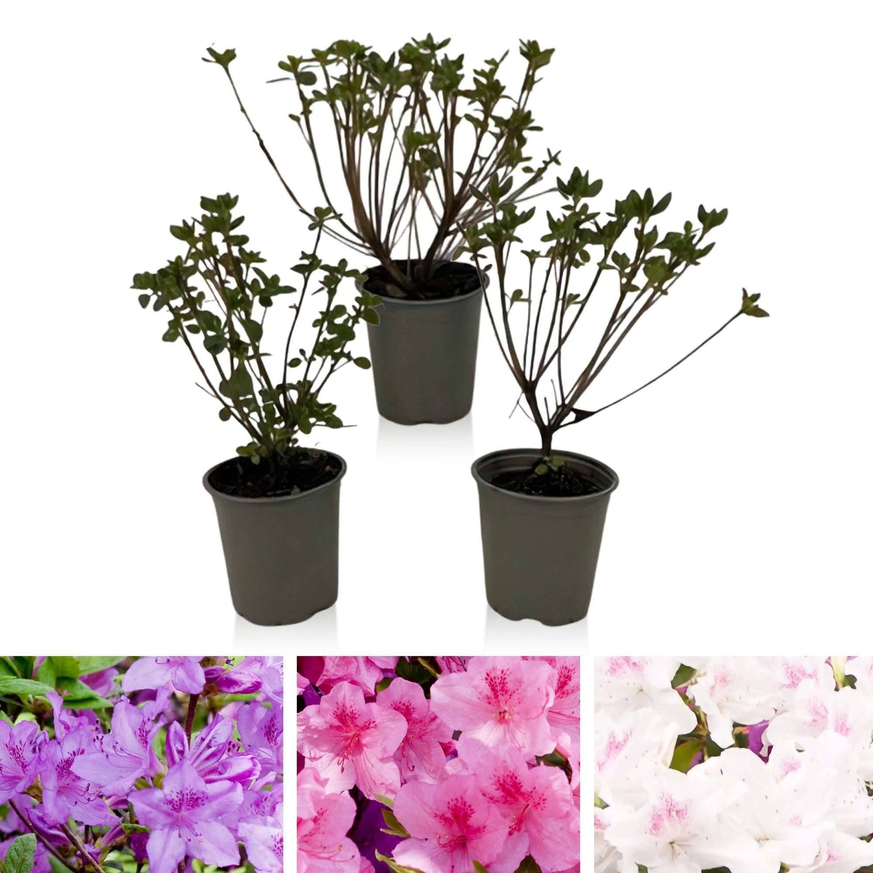 Japanse Azalea (Rhododendron Azalea Japonica) incl. sierpotten kopen? |  