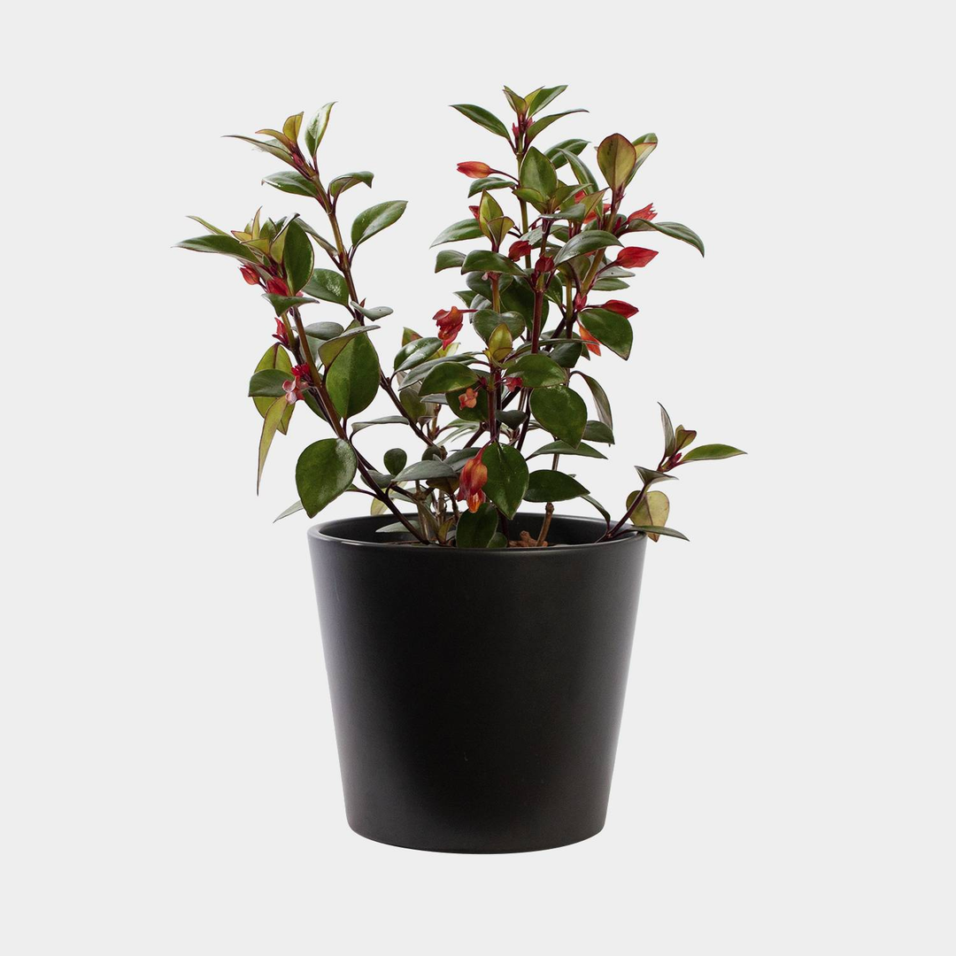 Myrthe (Myrtus communis) kaufen - Schneller Versand – Botanicly
