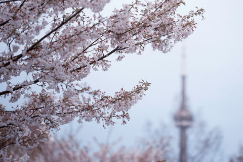 Blossoms in Toronto and the CN Tower