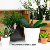 
              Mini Plant Pot Naked Ramblers Plants Picture
            