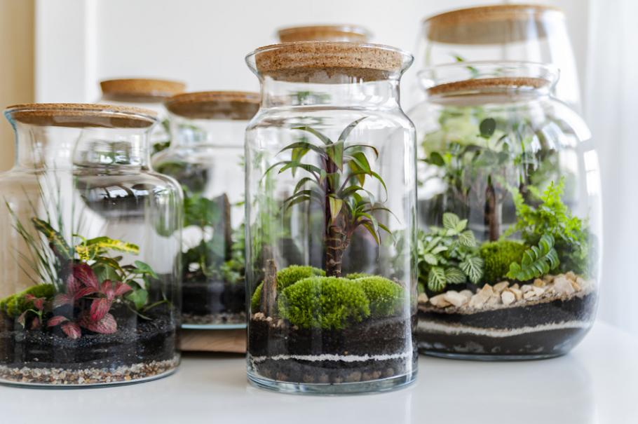 terrarium bocal verre