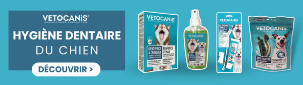 solutions hygiènes bucco dentaire chien