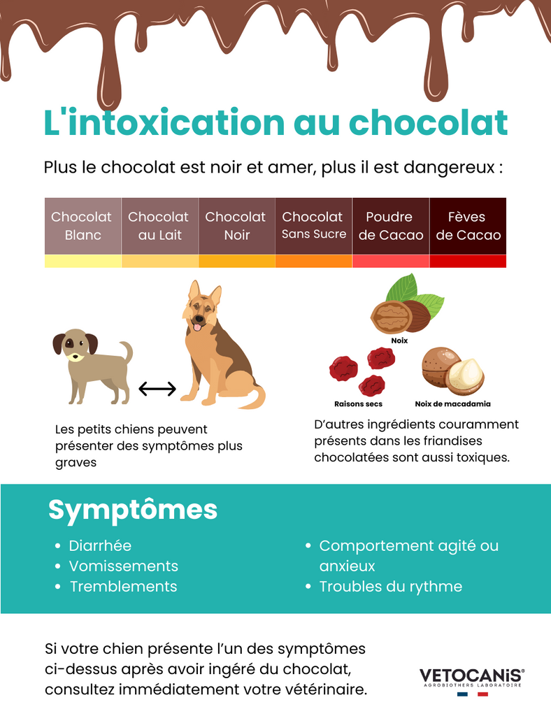 intoxication chien chocolat