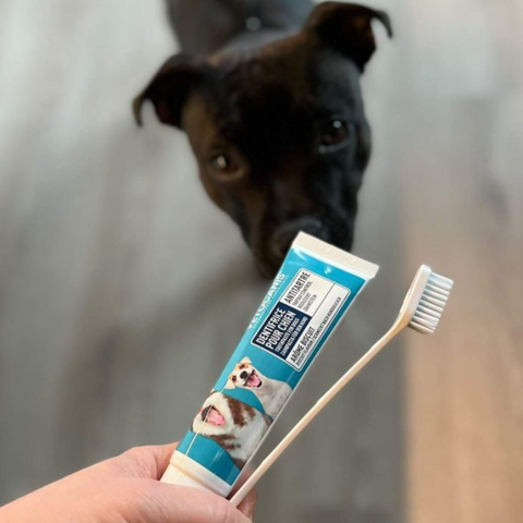 brosser les dents de son chien