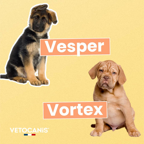vesper et Vortex, nom en V pour chien