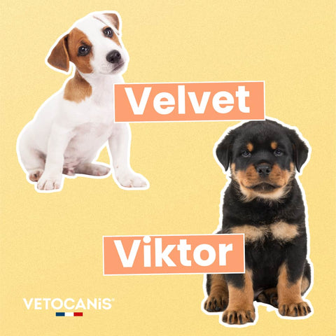 Velevet et Viktor nom en V pour chien