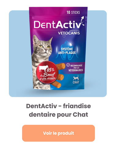 stick dentaire dentactiv