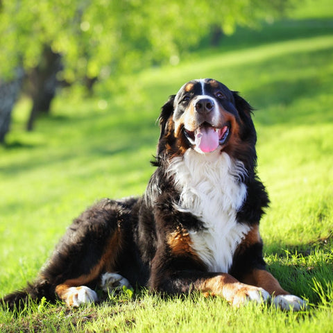 Bouvier bernois : caractère, santé, alimentation et reproduction de ce chien
