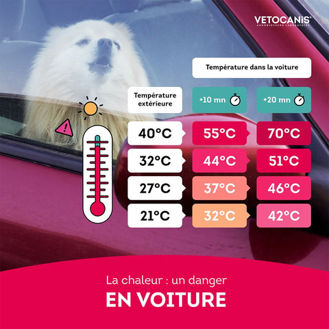 chaleur voiture chien attention danger