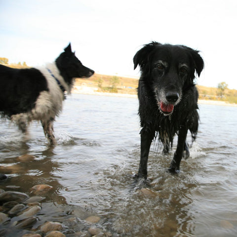 chien baignade risques