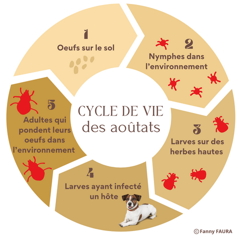 cycle vie aoutat
