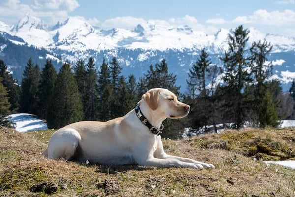 labrador couché en montagne