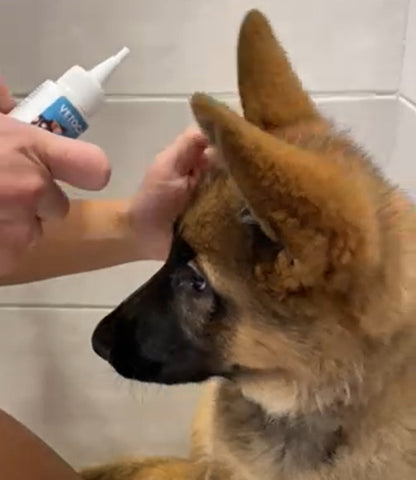 nettoyer les oreilles de mon chien avec une lotion specifique