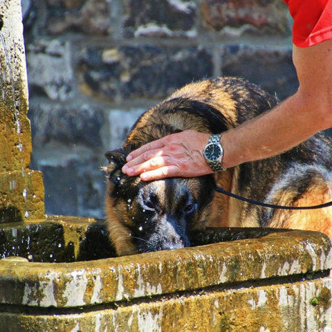 fortes chaleurs rafraîchir chien