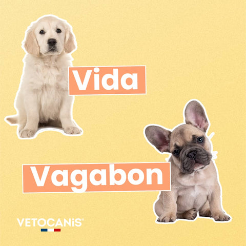 Vida et Vagabon, nom en V pour mon chien