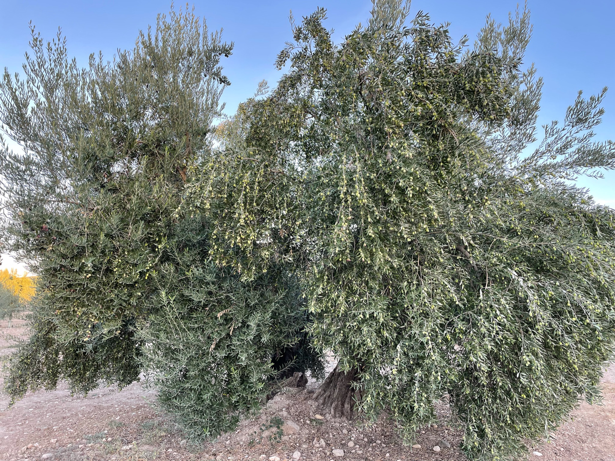 Large olive tree