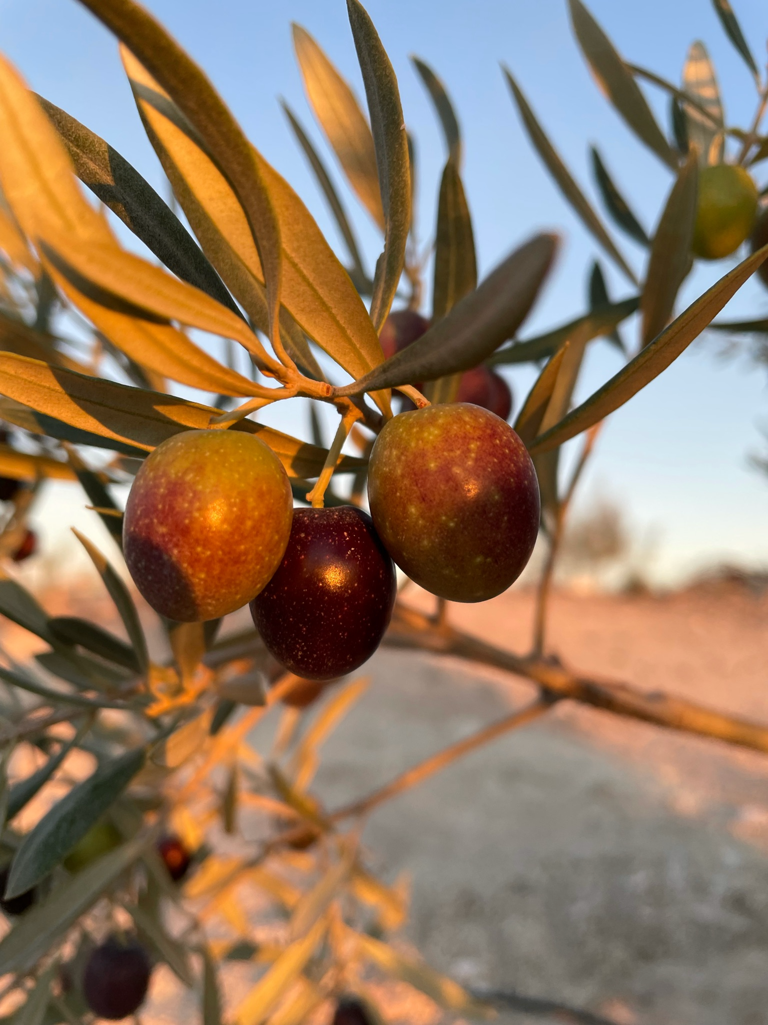 Picual olives at sunset