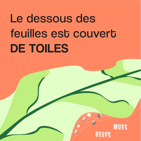 Feuille avec des toiles en dessous 