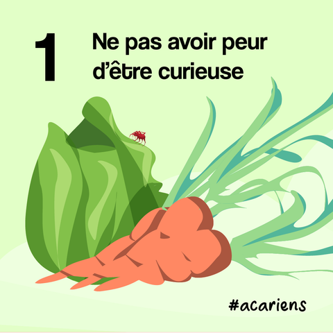 Raison #1 : Ne pas avoir peur d'être curieuse (une carotte et une salade) 