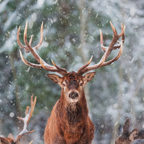 SANTA REINDEERS - Moose - กวางเรนเดียร์ซานต้า - ตกแต่งต้นคริสต์มาส - Macrame by Nicha - Christmas decoration