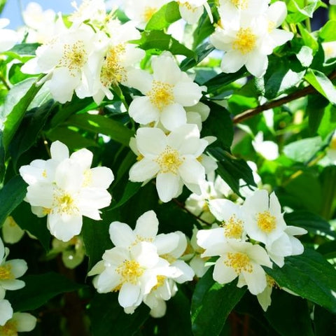 What is a Phuang Malai - พวงมาลัยคืออะไร - Macrame by Nicha - Fresh flowers - พวงมาลัยกับดอกไม้สด - Jasmine