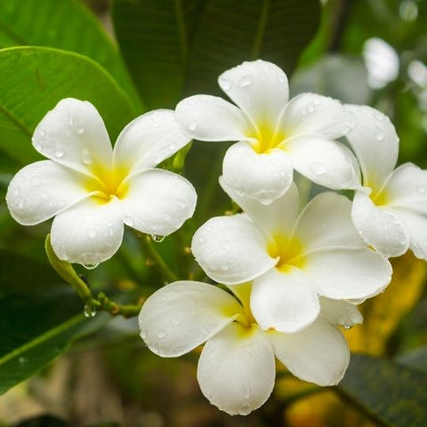 What is a Phuang Malai - พวงมาลัยคืออะไร - Macrame by Nicha - Fresh flowers - พวงมาลัยกับดอกไม้สด Frangipani Plumeria