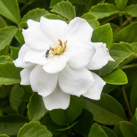 What is a Phuang Malai - พวงมาลัยคืออะไร - Macrame by Nicha - Fresh flowers - พวงมาลัยกับดอกไม้สด Gardenia