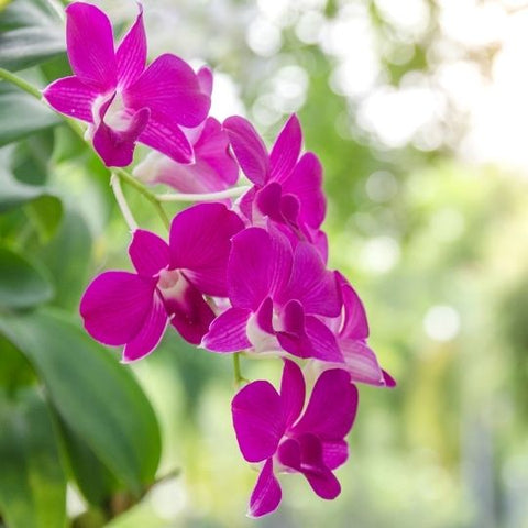 What is a Phuang Malai - พวงมาลัยคืออะไร - Macrame by Nicha - Fresh flowers - พวงมาลัยกับดอกไม้สด - Orchids
