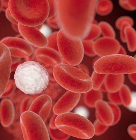 Blood cells fighting disease
