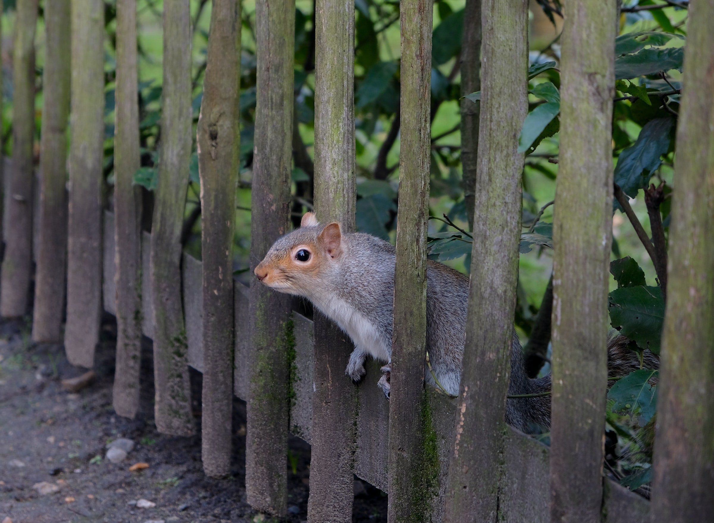 Accueillir les écureuils dans son jardin