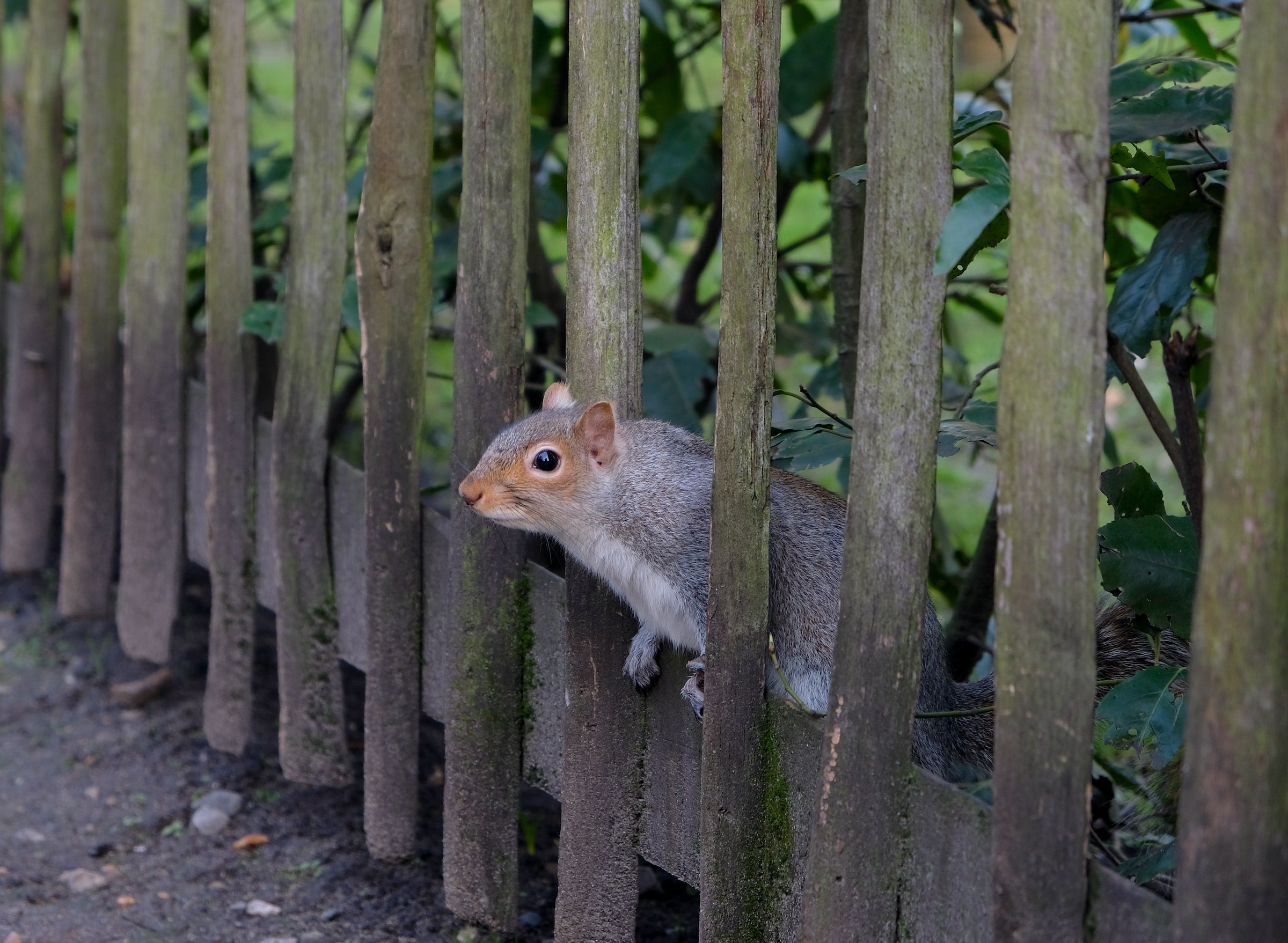 Un écureuil à La Recherche De Nourriture Dans Le Parc