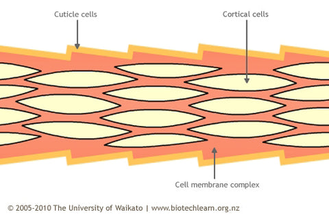 Merino wool moisture wicking properties