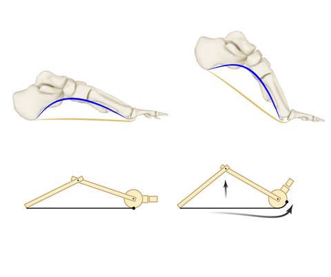 Windlass mechanism and plantar fascia